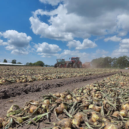 Uien oogst Boerderij de Bremberg Uien oogst Boerderij de Bremberg